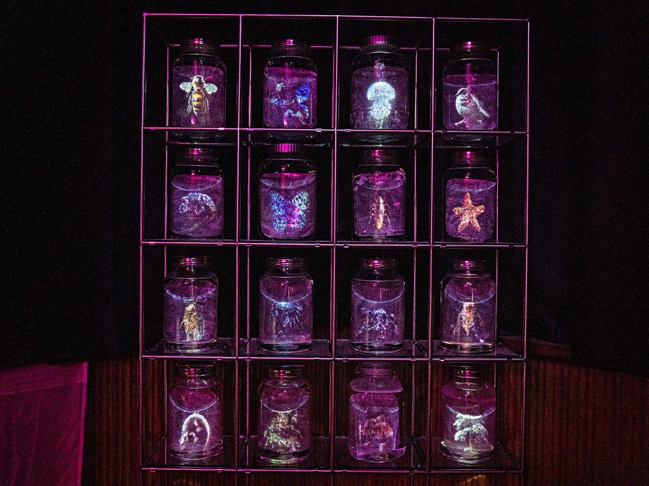 선반에 진열된 여러 유리병 안에 보라색 조명으로 빛나는 해양 생물 형상의 전시물